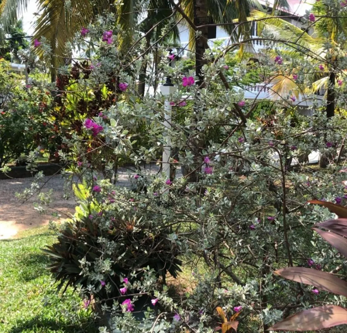 Hotel Lagoon Paradise Negombo