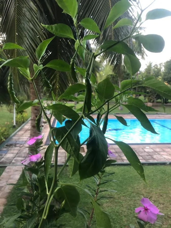 Hotel Lagoon Paradise Negombo